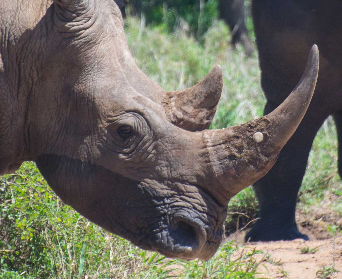 Whiterhino Transmitter in horn