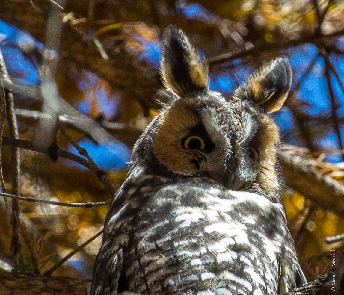 long eared owl