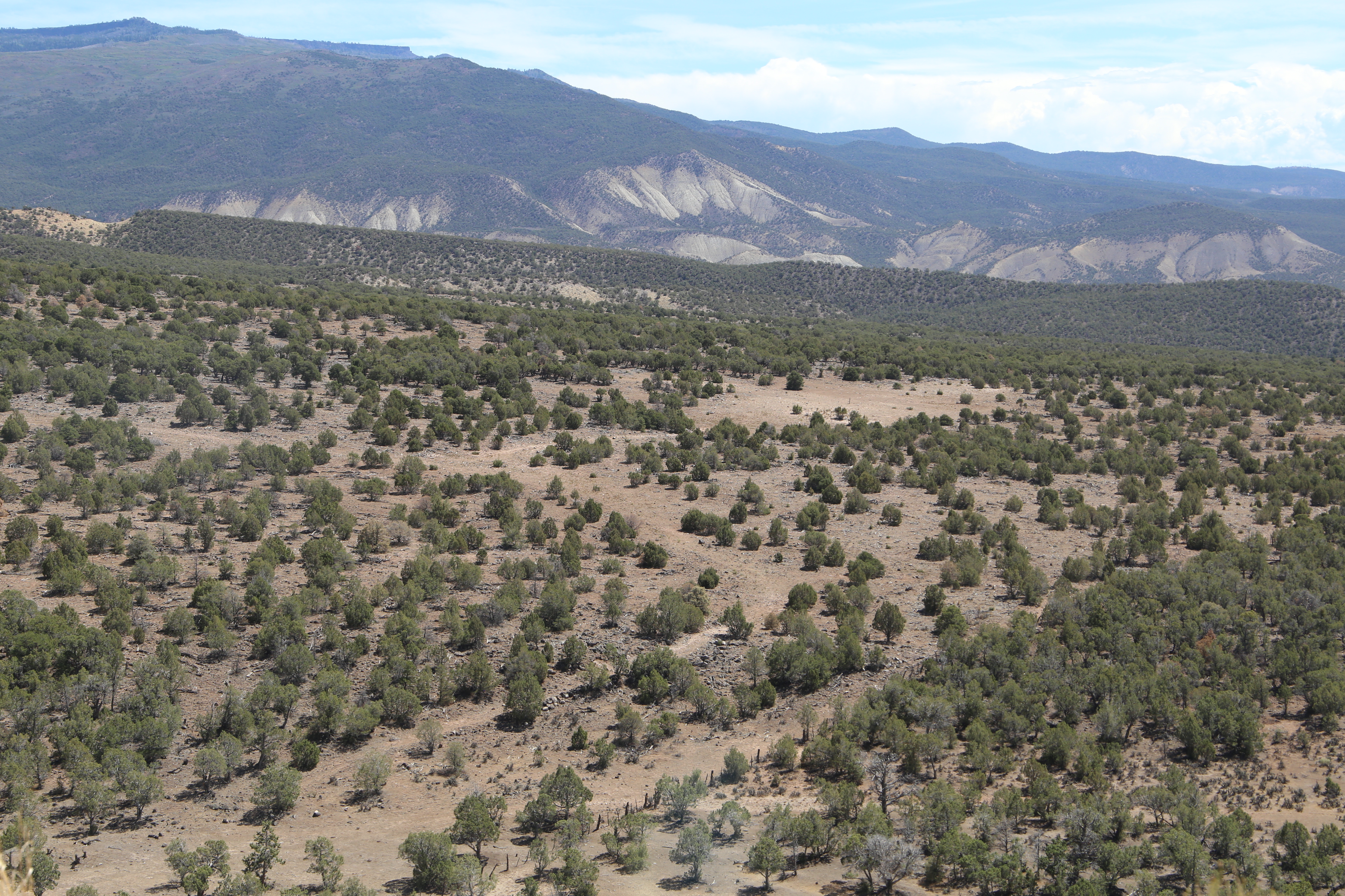 Pinyon Juniper rangeland on the ascent to Grand Mesa