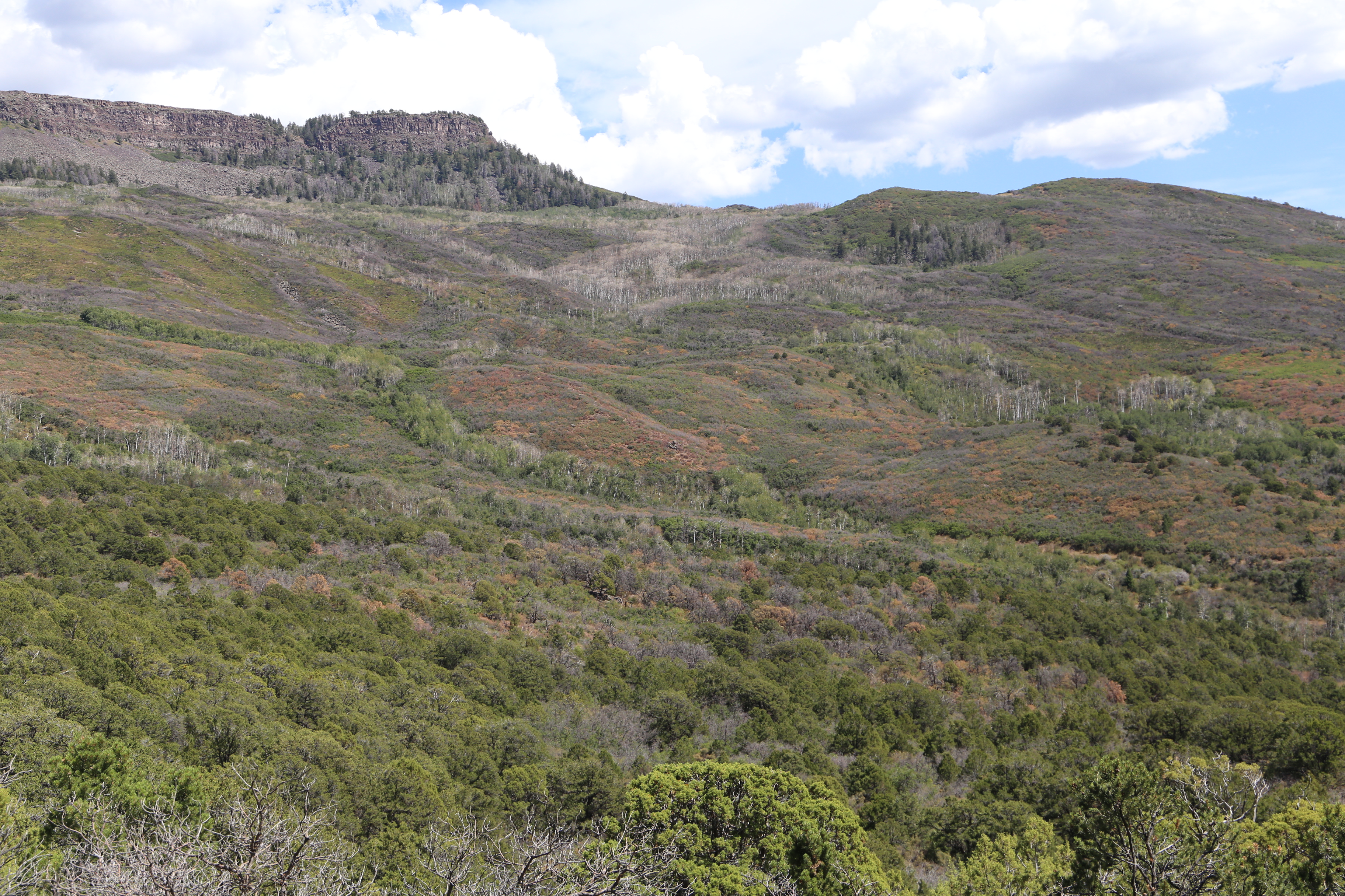 Slope to Grand Mesa exhibiting Aspen mortality in the draws from drought.