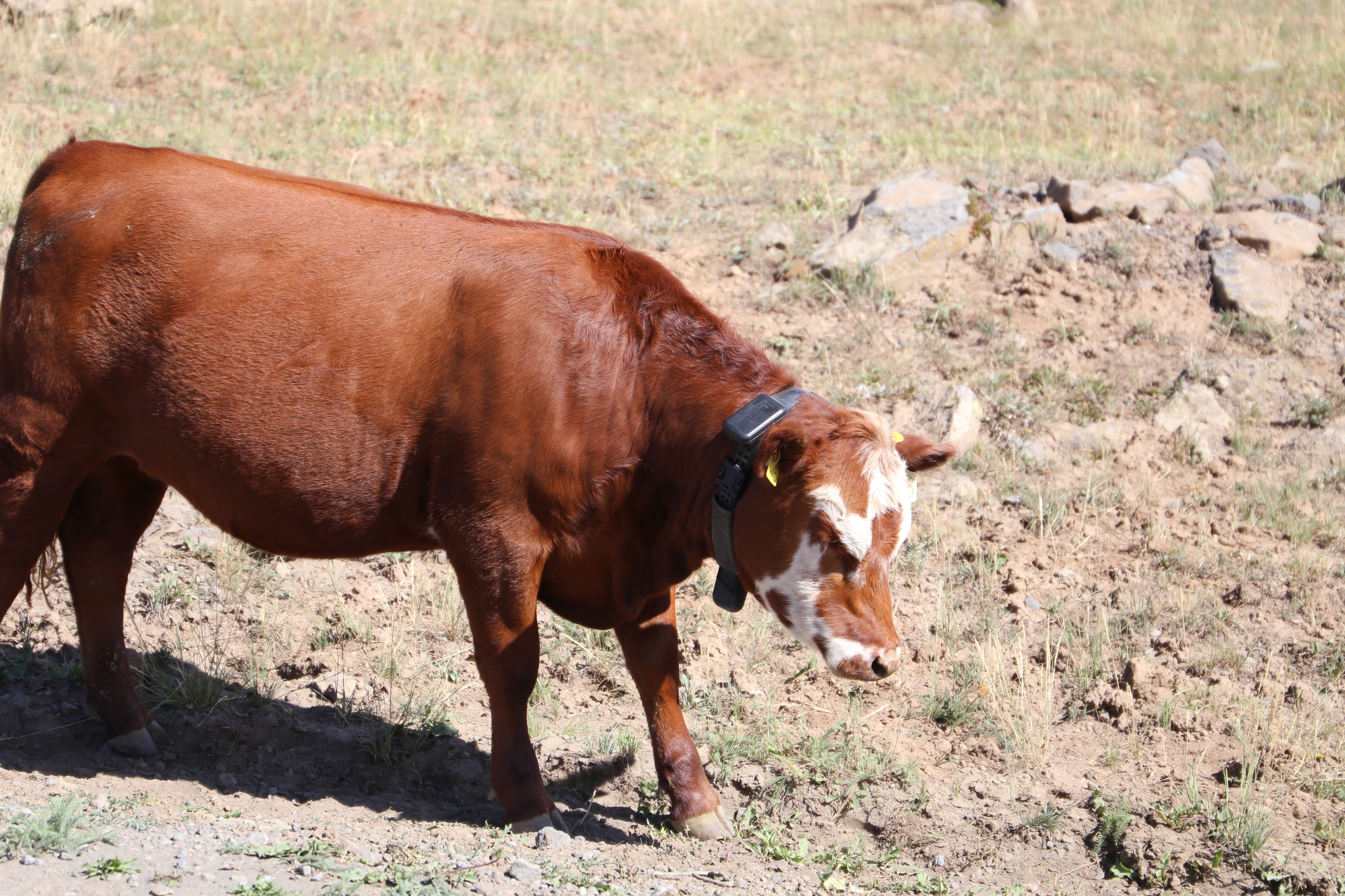 Cattle grazing on Grand Mesa with what looks like a Halter virtual fence collar.