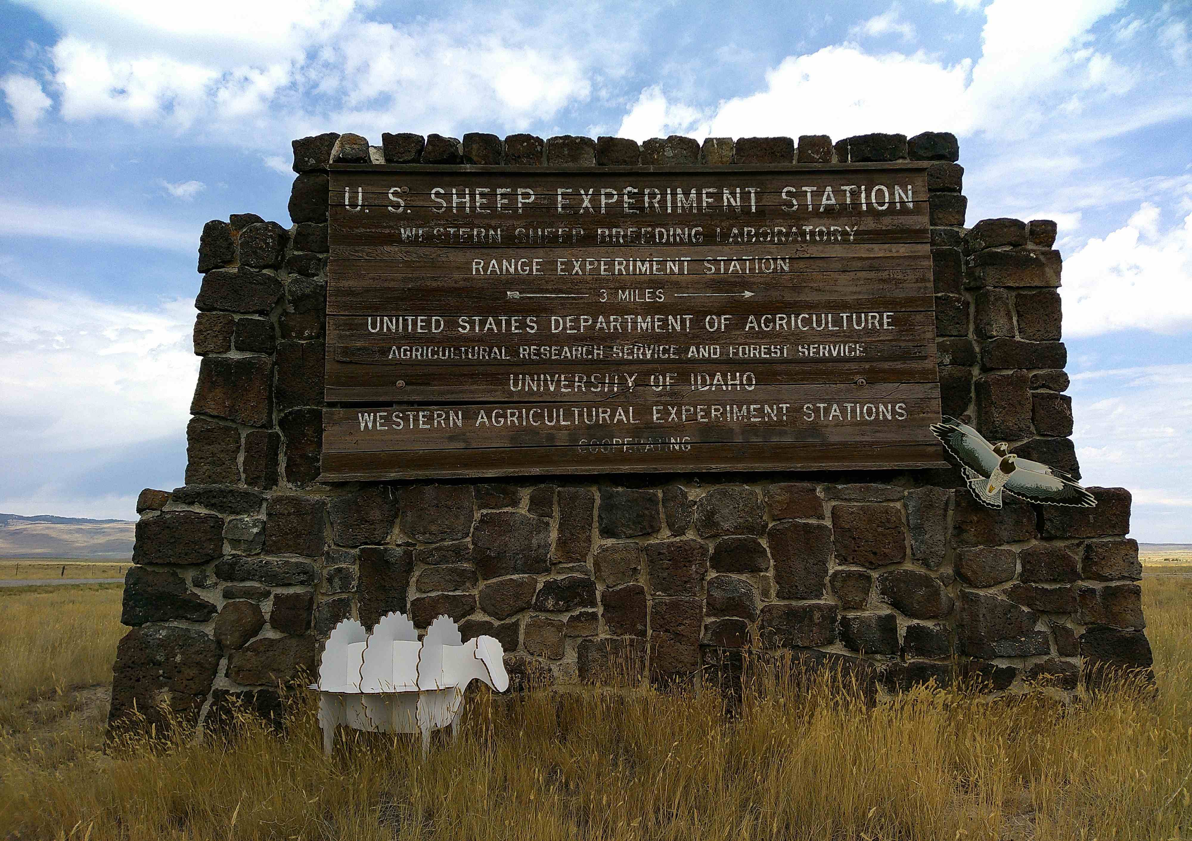Sheep at ESSES in Oregon